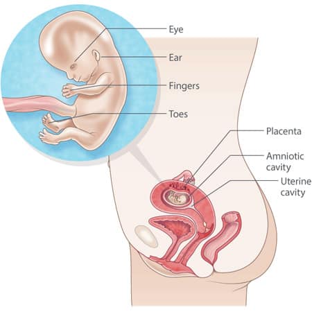 12 Weeks Pregnant growth Parenthoodbliss