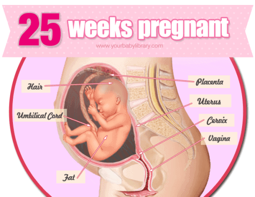 25 weeks pregnant