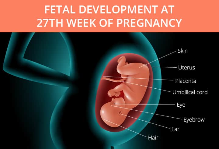 27 Weeks Pregnant Symptoms Baby Development And Tips 
