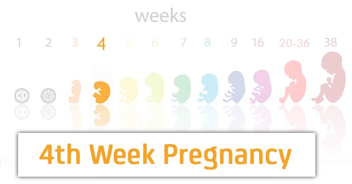 4 Weeks Pregnancy