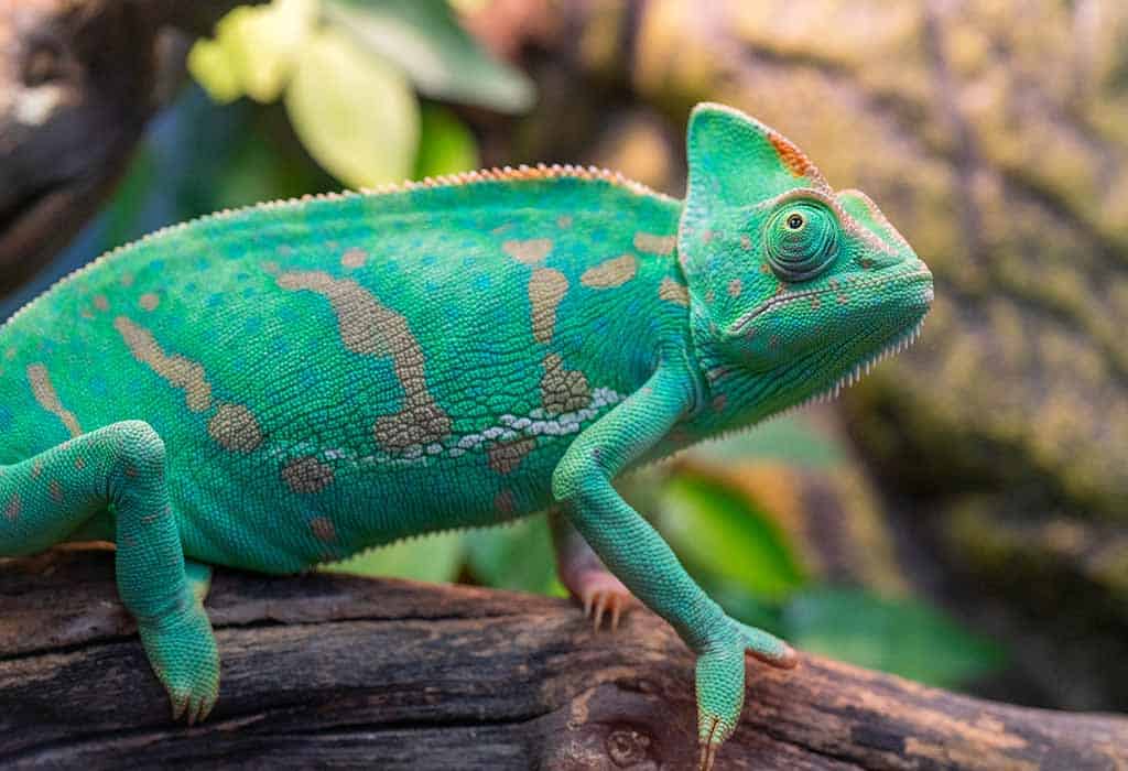 Best Cold-blooded Pets for Kids - Reptiles