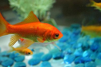 Best First Pets for Kids - Fish