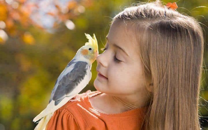 Best Pet Birds for Kids - Parakeet, Cockatiels, Cockatoos