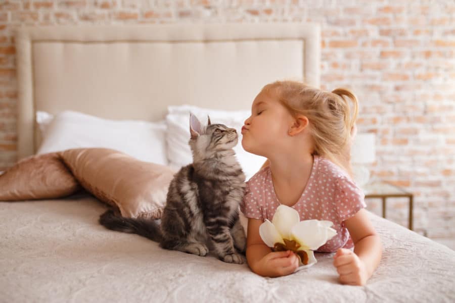 Best Pets for Kids in Small Living Space - Cats