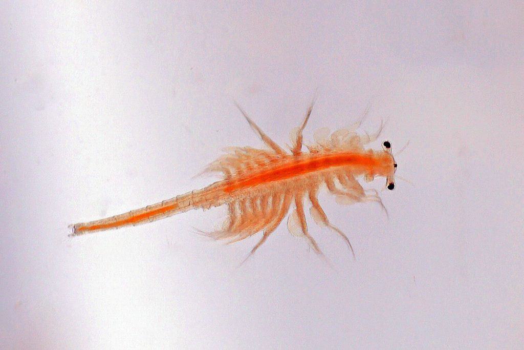 Best Pets for Young Kids - Brine Shrimps