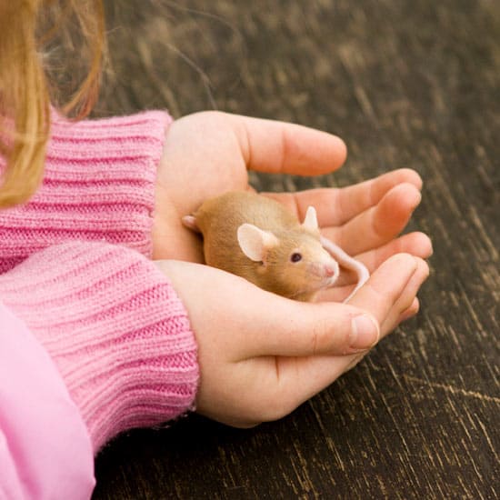 Best Small Pet for Kids - Rodents