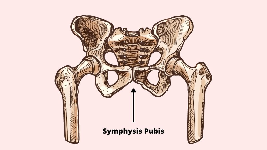 Symphysis Pubis Dysfunction Causes Symptoms And Treatment For It 4883