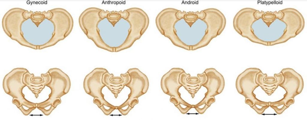 How Different Types of Pelvic Shapes Influence Childbirth Parenthoodbliss